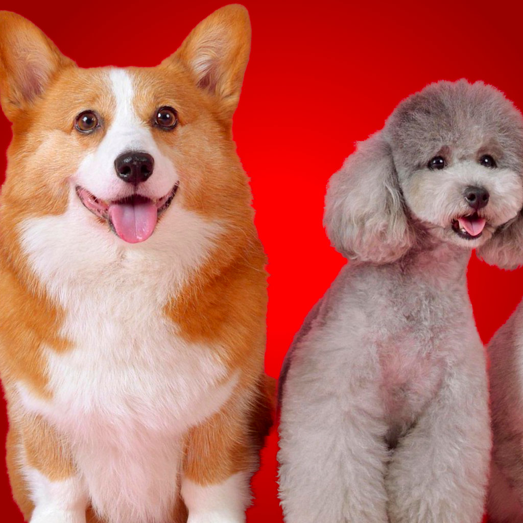 Perfect Picks: Top 10 Dog Breeds for First-Time Owners