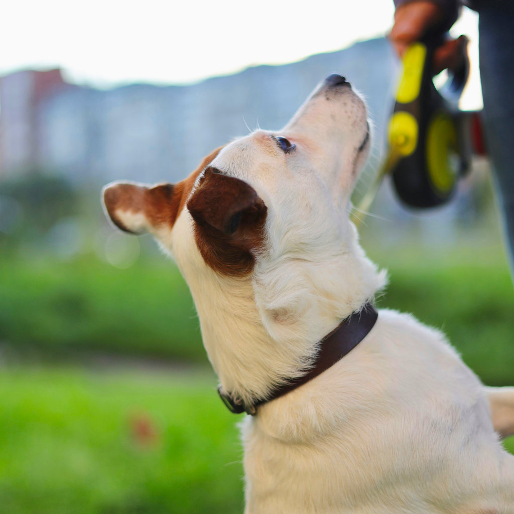 10 Essential Commands Every Dog Should Master