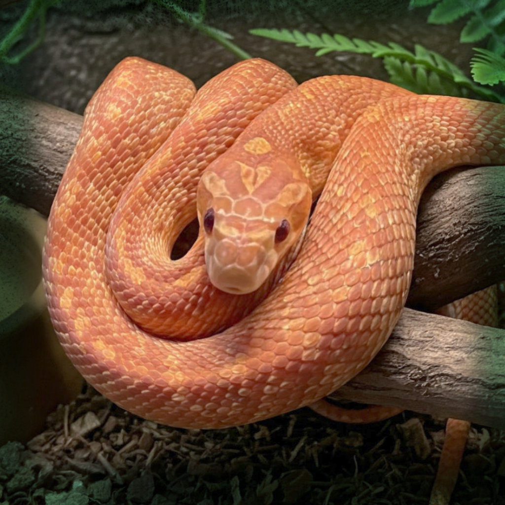 Best Pet Snake Species for Beginners: Easy & Low-Maintenance