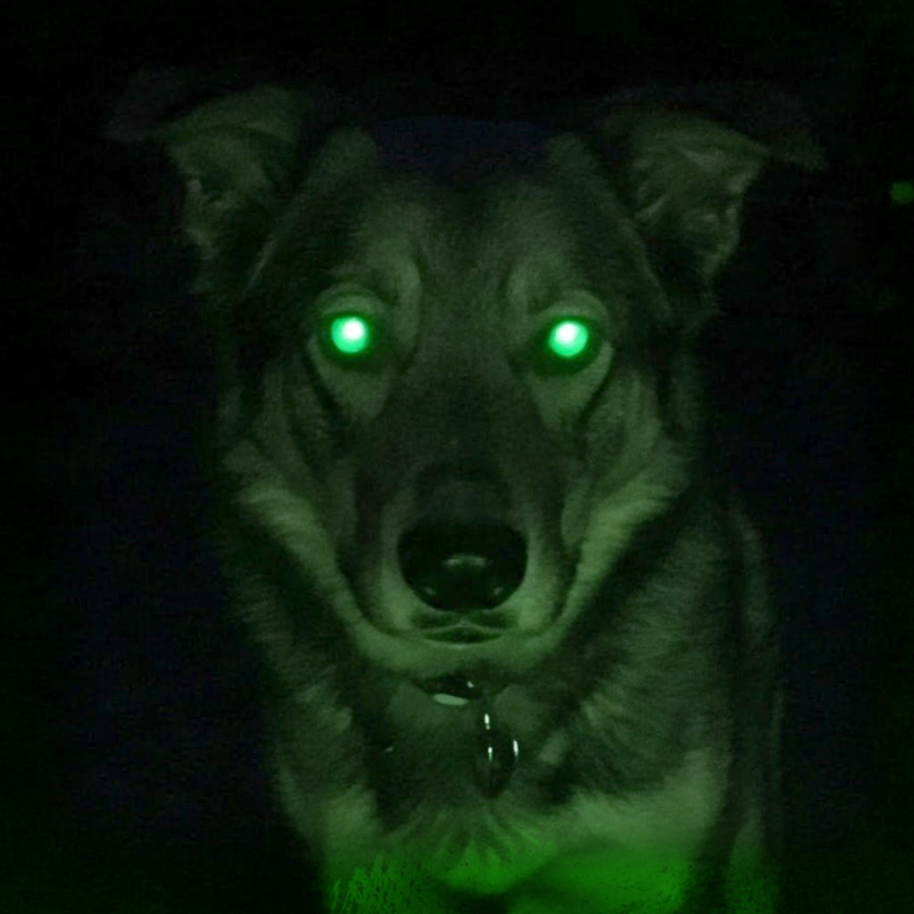 Dog Night Vision: Better Than Yours?