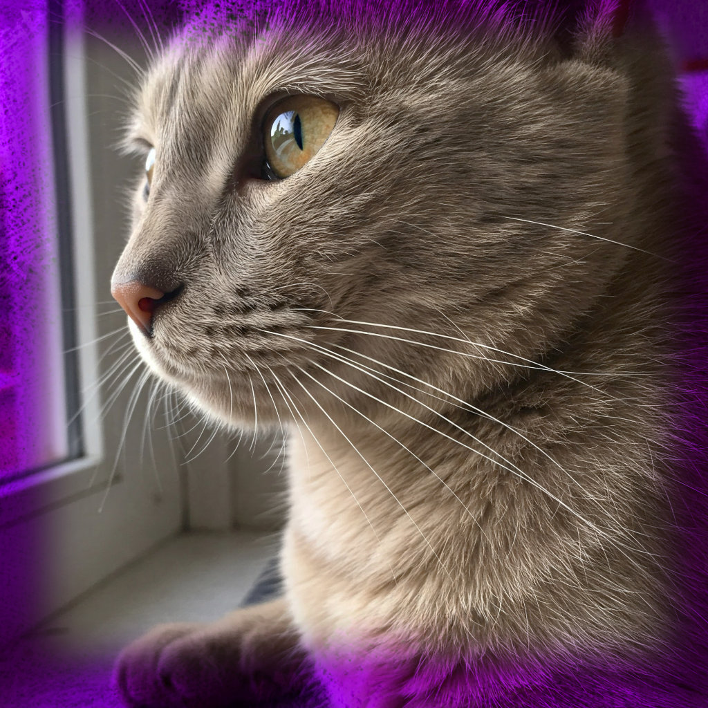 Unlock Cats Body Language: Whisker Wisdom