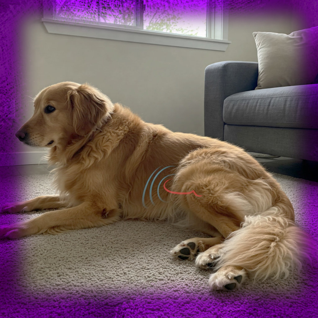Why Dog Stomach Gurgles: Stop the Noise