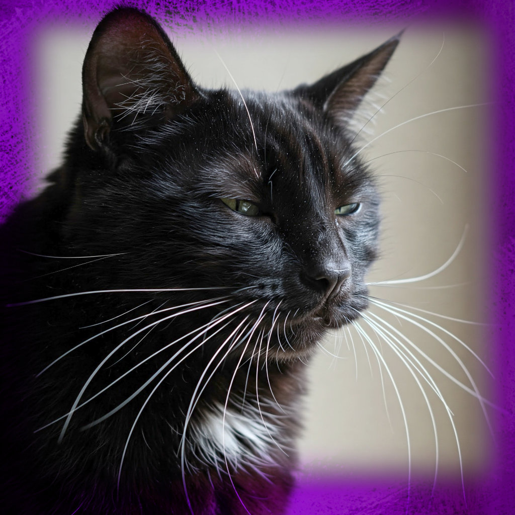 Why Cats Whiskers Are More Than Just Cute